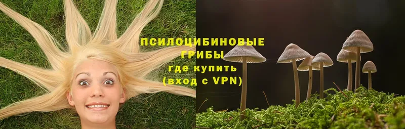 закладки  Льгов  Галлюциногенные грибы Psilocybine cubensis 